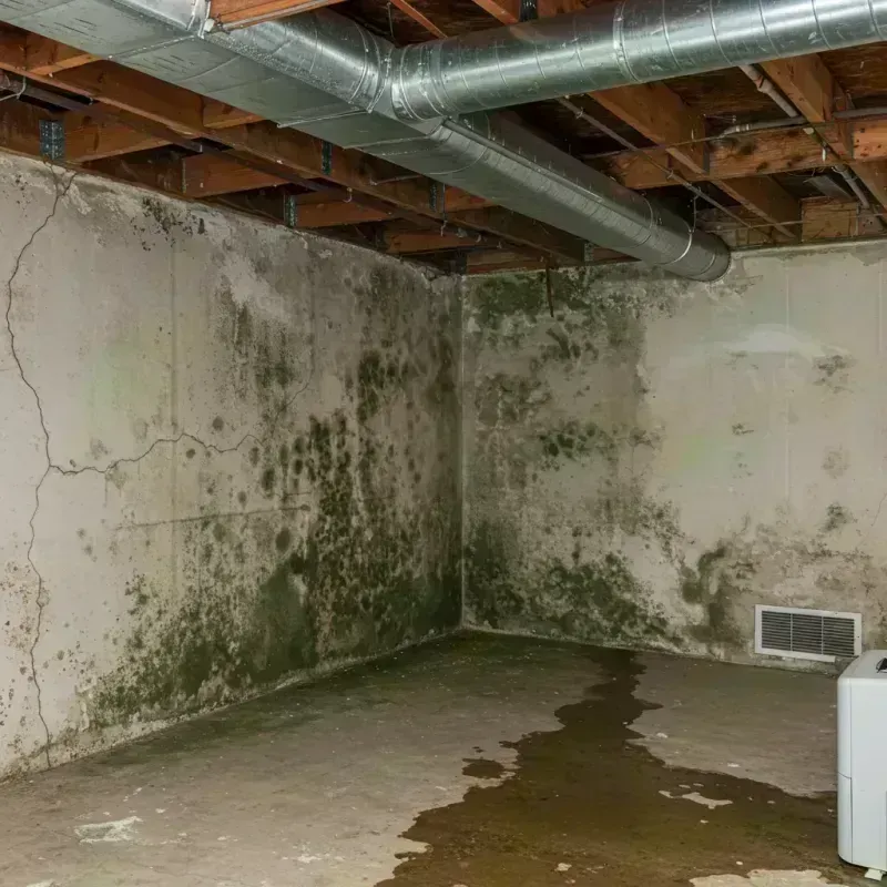 Professional Mold Removal in Pleasure Ridge Park, KY